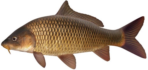 Smoked Carp