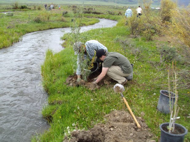 2015 Upper Blackfoot Willow Planting Project